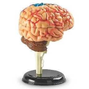 Learning resources creierul uman - macheta
