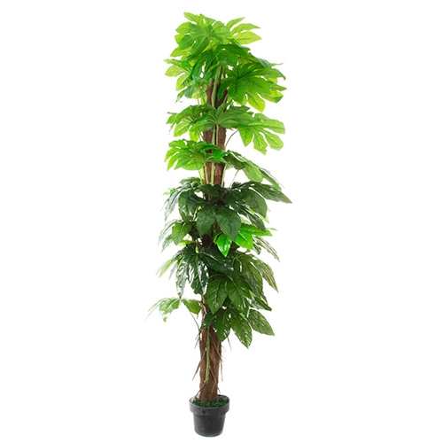 Planta decorativa inalta 200 cm