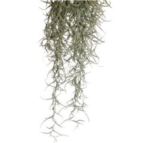 Exo terra planta spanish moss medium 