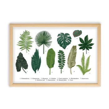 Tablou cu ramă din lemn de pin surdic leafes guide, 50 x 70 cm