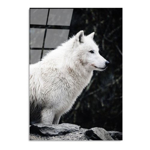 Tablou din sticlă 70x100 cm white wolf – wallity