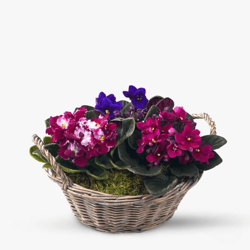 Aranjament floral cu violete saint paulia - standard