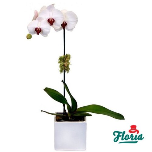 Floria Orhidee phalaenopsis alba