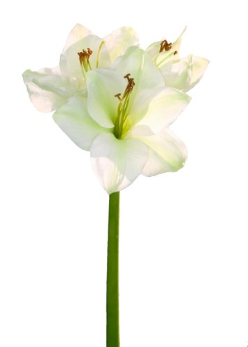 Floare amaryllis, fibre sintetice, 49 cm