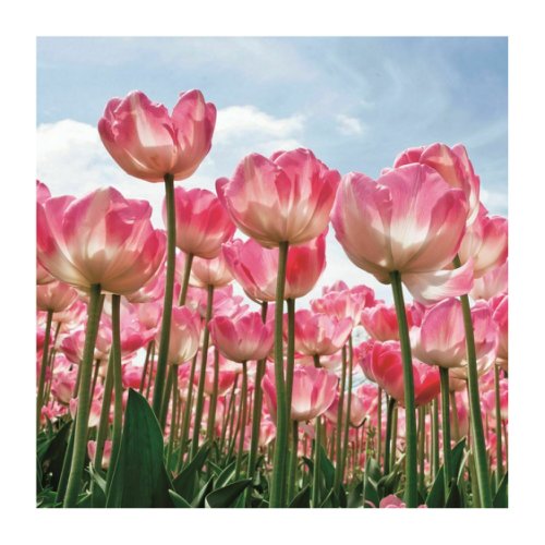 Tablou decorativ tulips 80x80 sticla