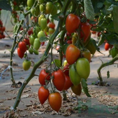 Seminte tomate prunisoara byelsa f1 250 seminte